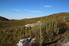 Osteospermum corymbosum