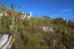 Osteospermum corymbosum