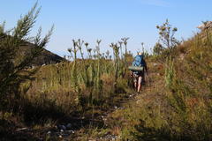 Osteospermum corymbosum
