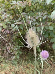 Dipsacus fullonum