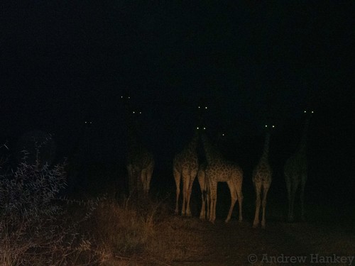 South African Giraffe (Giraffa giraffa giraffa)