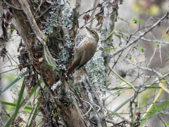 Syndactyla rufosuperciliata