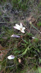 Sparaxis grandiflora