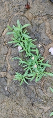 Boltonia montana