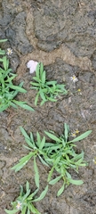 Boltonia montana