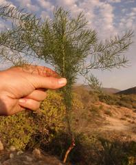 Asparagus juniperoides