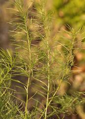 Asparagus juniperoides