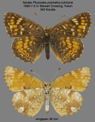 Phyciodes pulchella tutchone