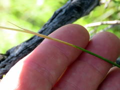 Trisetopsis imberbis