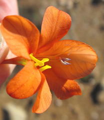 Tritonia watermeyeri