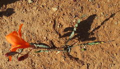 Tritonia watermeyeri