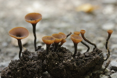 Ciboria batschiana