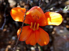 Tritonia watermeyeri
