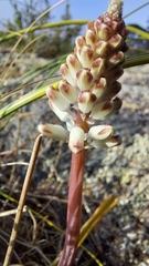 Lachenalia pallida