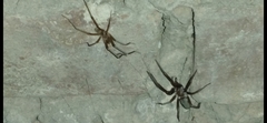 Kukulcania hibernalis