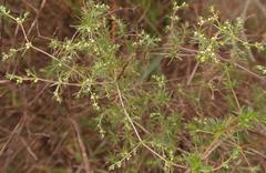Adenogramma teretifolia