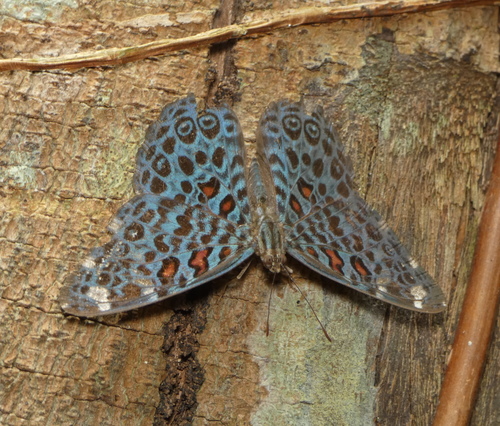 Amazon Cracker