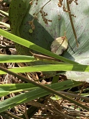 Leptysma marginicollis