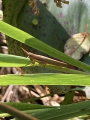 Leptysma marginicollis