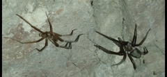 Kukulcania hibernalis