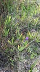 Babiana angustifolia