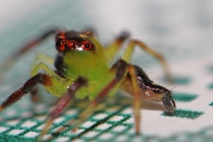 Acragas trimaculatus