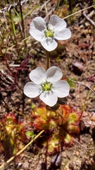 Drosera trinervia