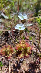 Drosera trinervia