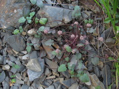 Symphyoloma graveolens