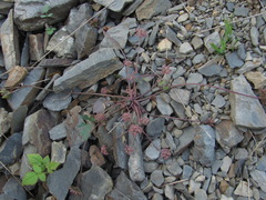 Symphyoloma graveolens