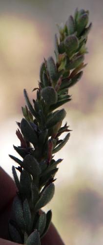 Somabrachyidae