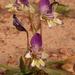 Sparaxis variegata - Photo (c) Nick Helme, alguns direitos reservados (CC BY-SA), uploaded by Nick Helme