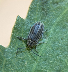 Ophraella notulata