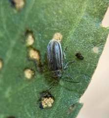 Ophraella notulata