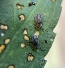Ophraella notulata