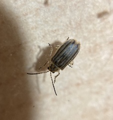 Ophraella notulata