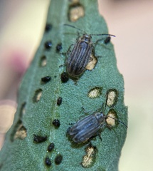 Ophraella notulata