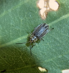 Ophraella notulata