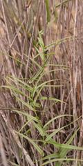 Walleria gracilis