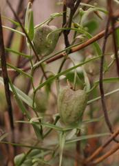 Walleria gracilis