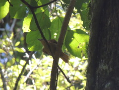 Anabacerthia lichtensteini