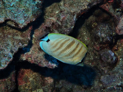 Chaetodon multicinctus