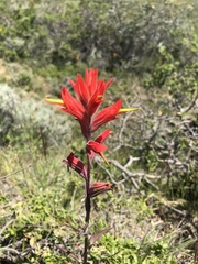 Castilleja subinclusa