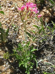 Pelargonium incrassatum