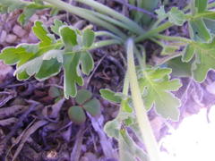 Pelargonium incrassatum