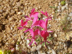 Pelargonium incrassatum