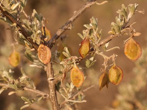 Narrow Wingpea (Wiborgia leptoptera)