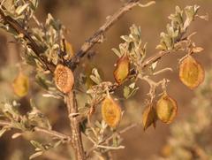 Wiborgia leptoptera cedarbergensis
