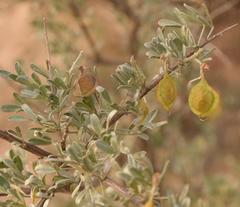 Wiborgia leptoptera cedarbergensis