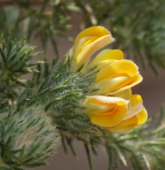 Aspalathus chenopoda